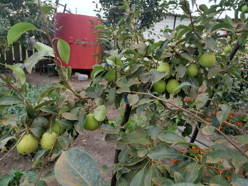 P10807-174423.jpg