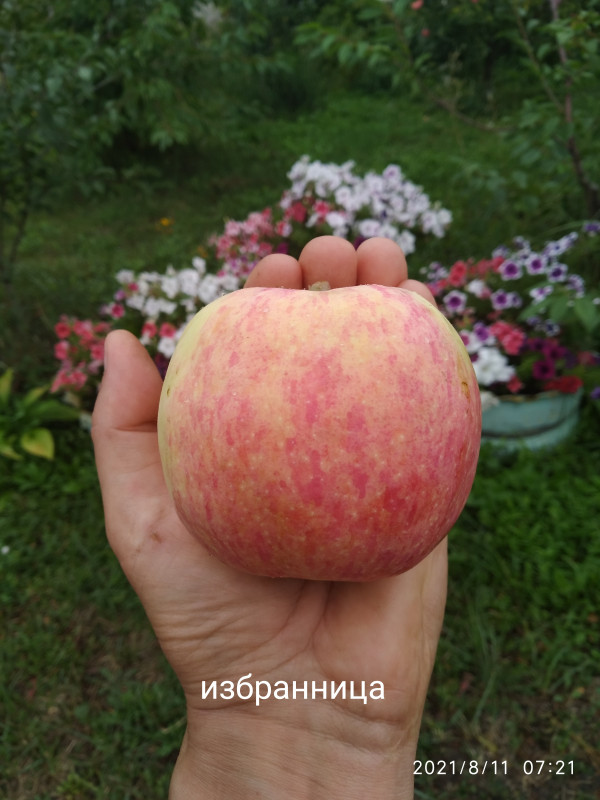 IMG_20210811_072130.jpg