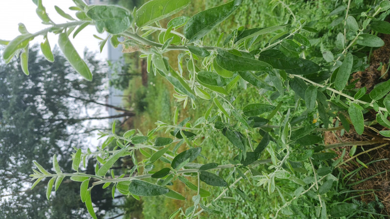 IMG-20210812-WA0004.jpeg