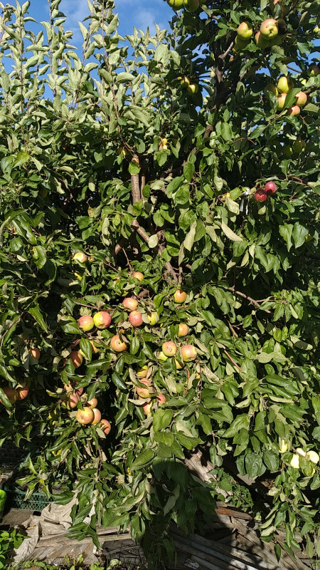 IMG-20210904-WA0033.jpeg