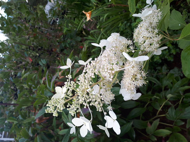 Hydrangea paniculata Brussels Lace.jpg