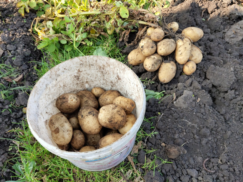 Урожай с куста + второй куст на заднем плане