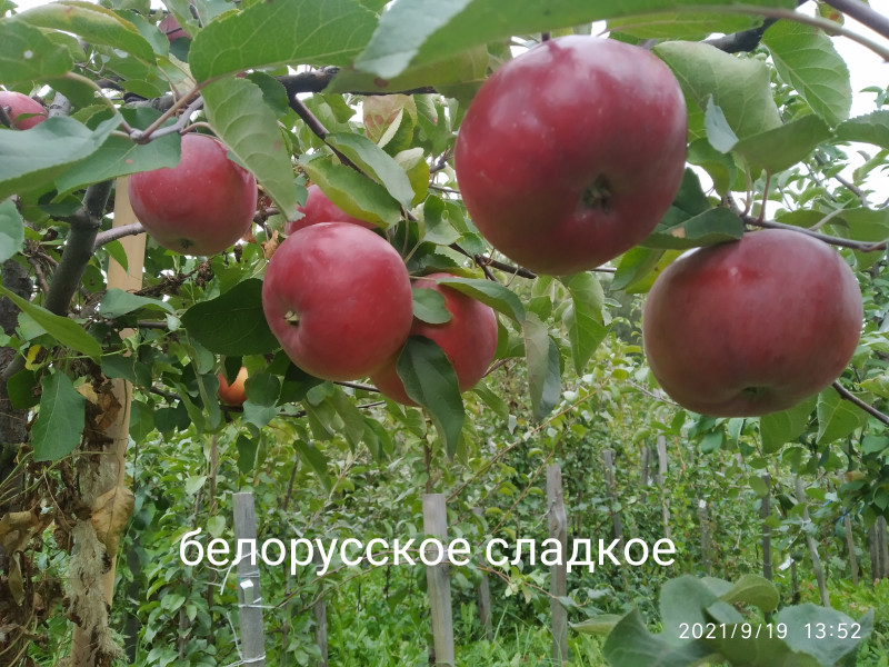 IMG_20210919_135235.jpg
