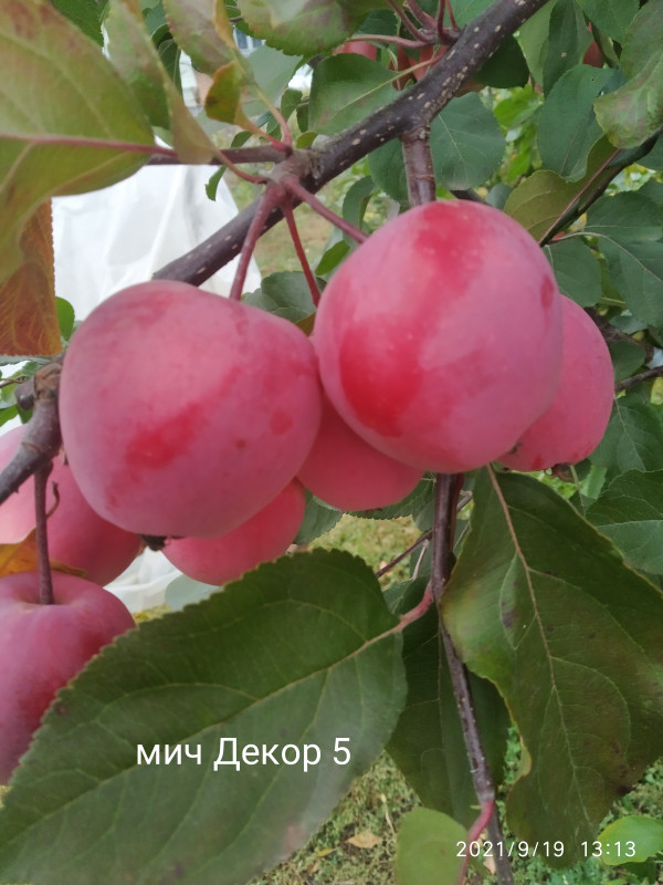 IMG_20210919_131401.jpg