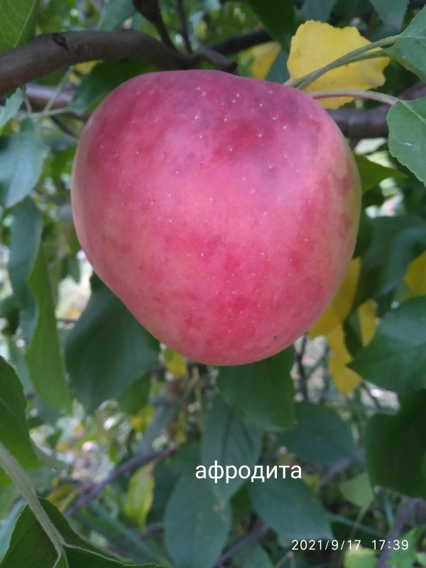 IMG_20210917_174004.jpg
