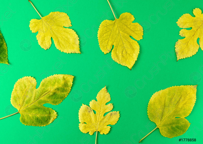 yellow-green-leaves-mulberry-1778858.jpg