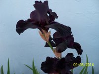 100_4236.JPG