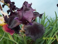100_4238.JPG