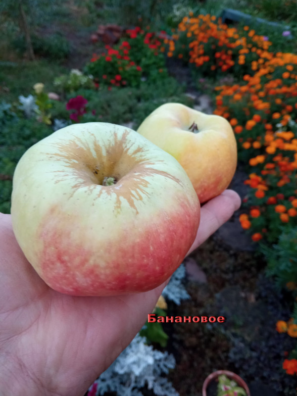 Банановое