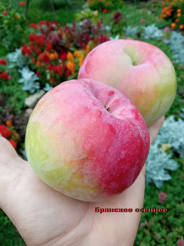 Брянское осеннее