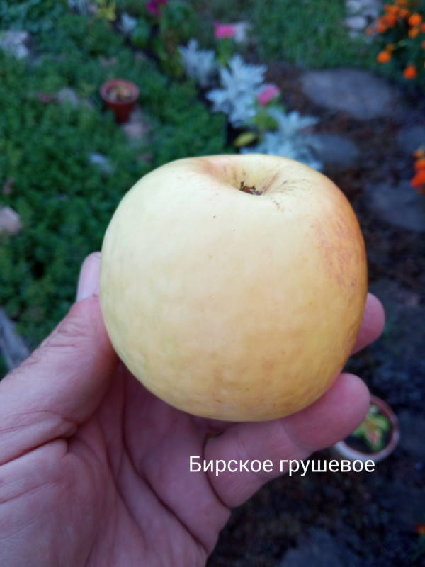 Бирское грушевое