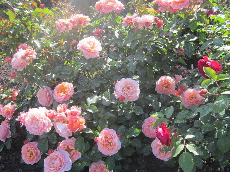 IMG_1010_1.jpg
