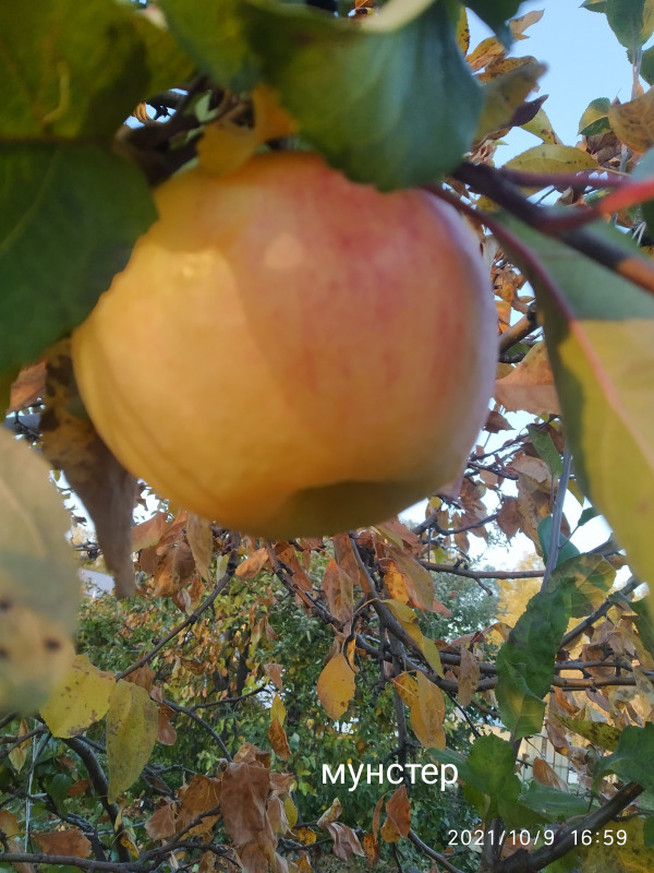 IMG_20211009_165927.jpg