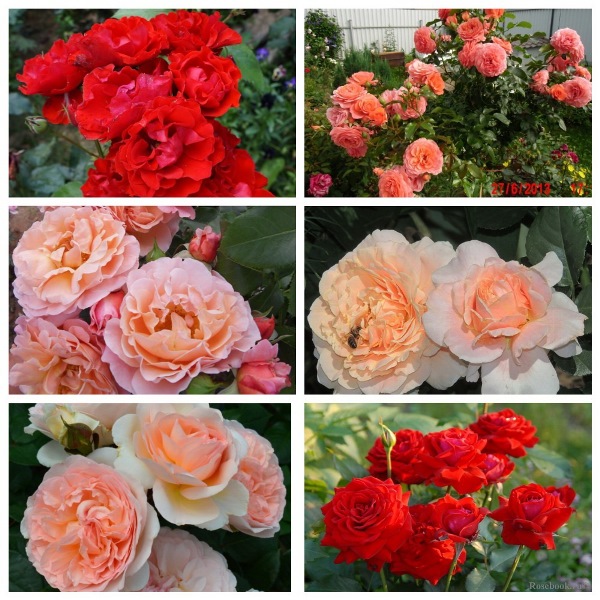 MyCollages - 2021-10-10T203540.836.jpg