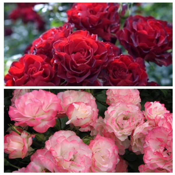 MyCollages - 2021-10-15T185237.787.jpg