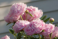 Sarah-Bernhardt_крупно.jpg