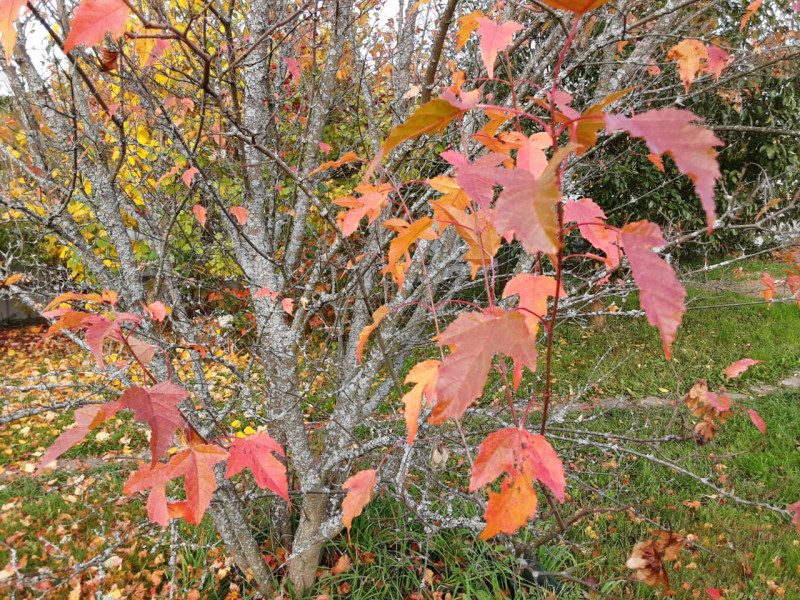 IMG-20211125-WA0004.jpg