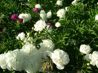 DSC06136.JPG