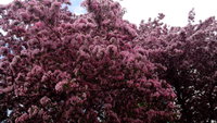 IMG_20140511_140054.jpg