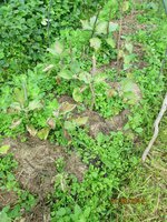 Resize of Rotation of IMG_0708.JPG