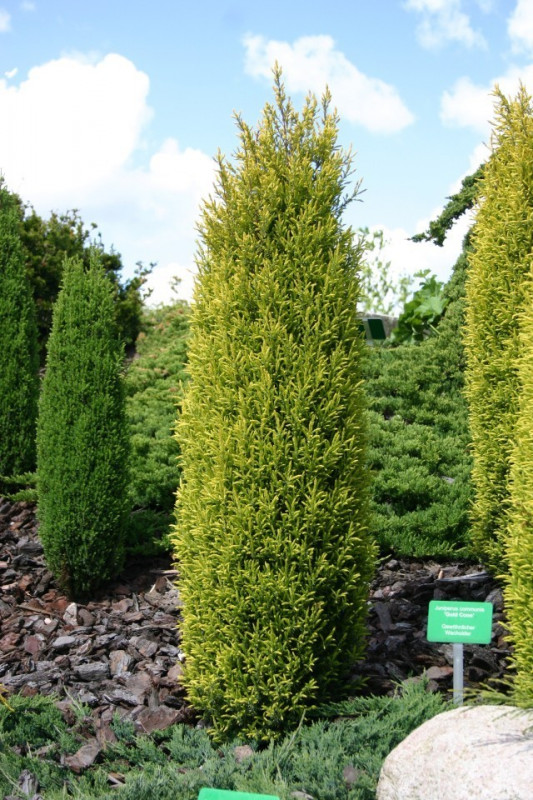 juniperus-communis-gold-cone.jpg