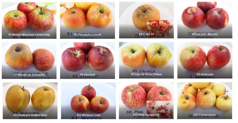 2019 ..  1-16 apple-tasting.jpg
