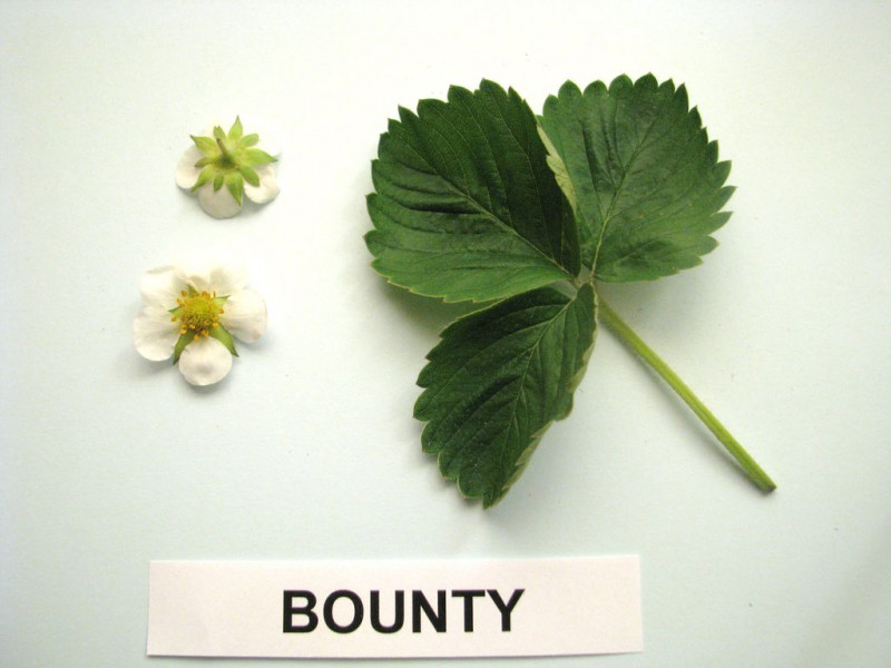POL029-Bounty-Flower.jpg