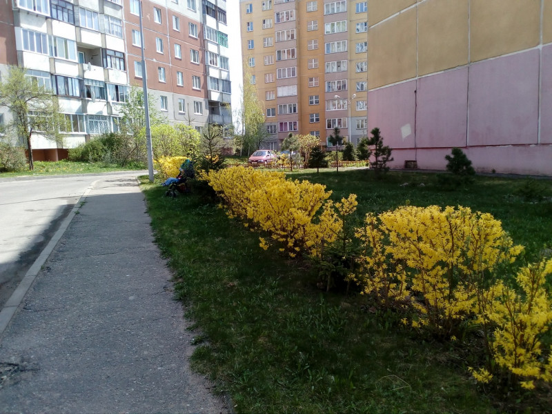 Живая изгородь из форзиции в городе Витебске